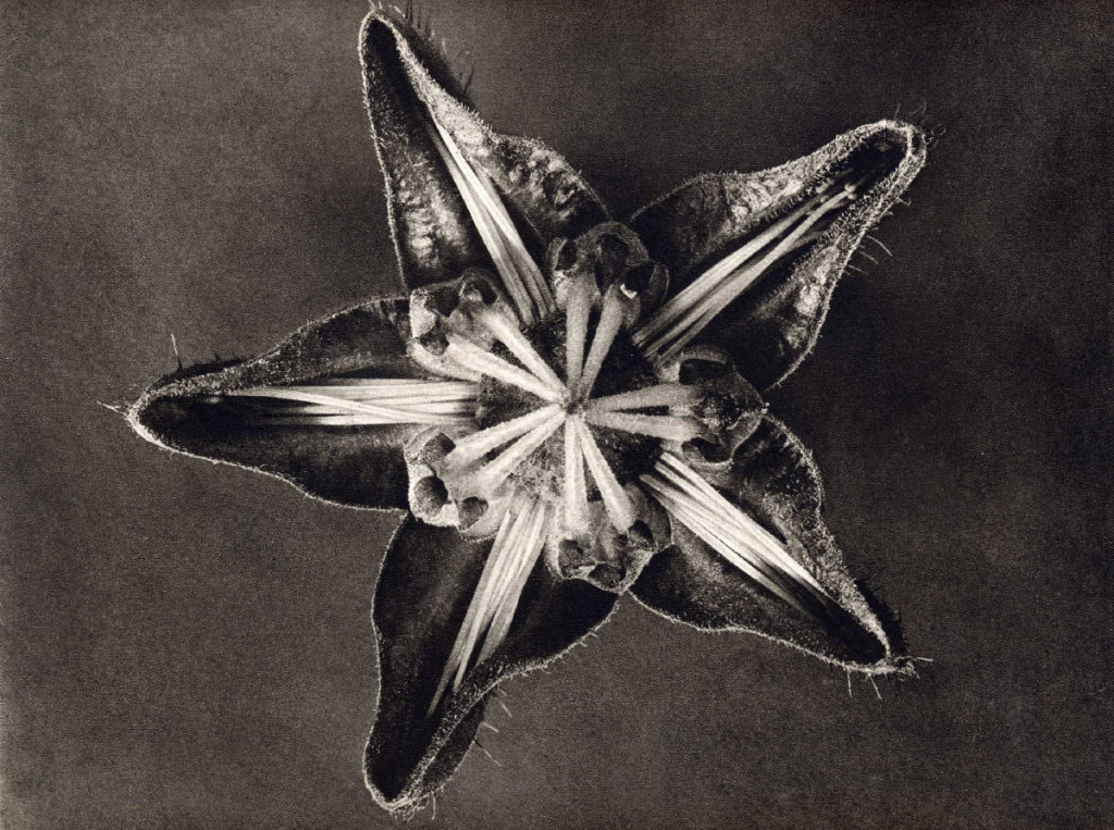 Karl_Blossfeldt_Cajophora_lateritia__Loasaceae_1932_110_129