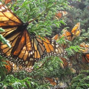 “A Curious Migration”: on human virtue and the precarious survival of the monarch butterfly. An essay by Mary Quade.